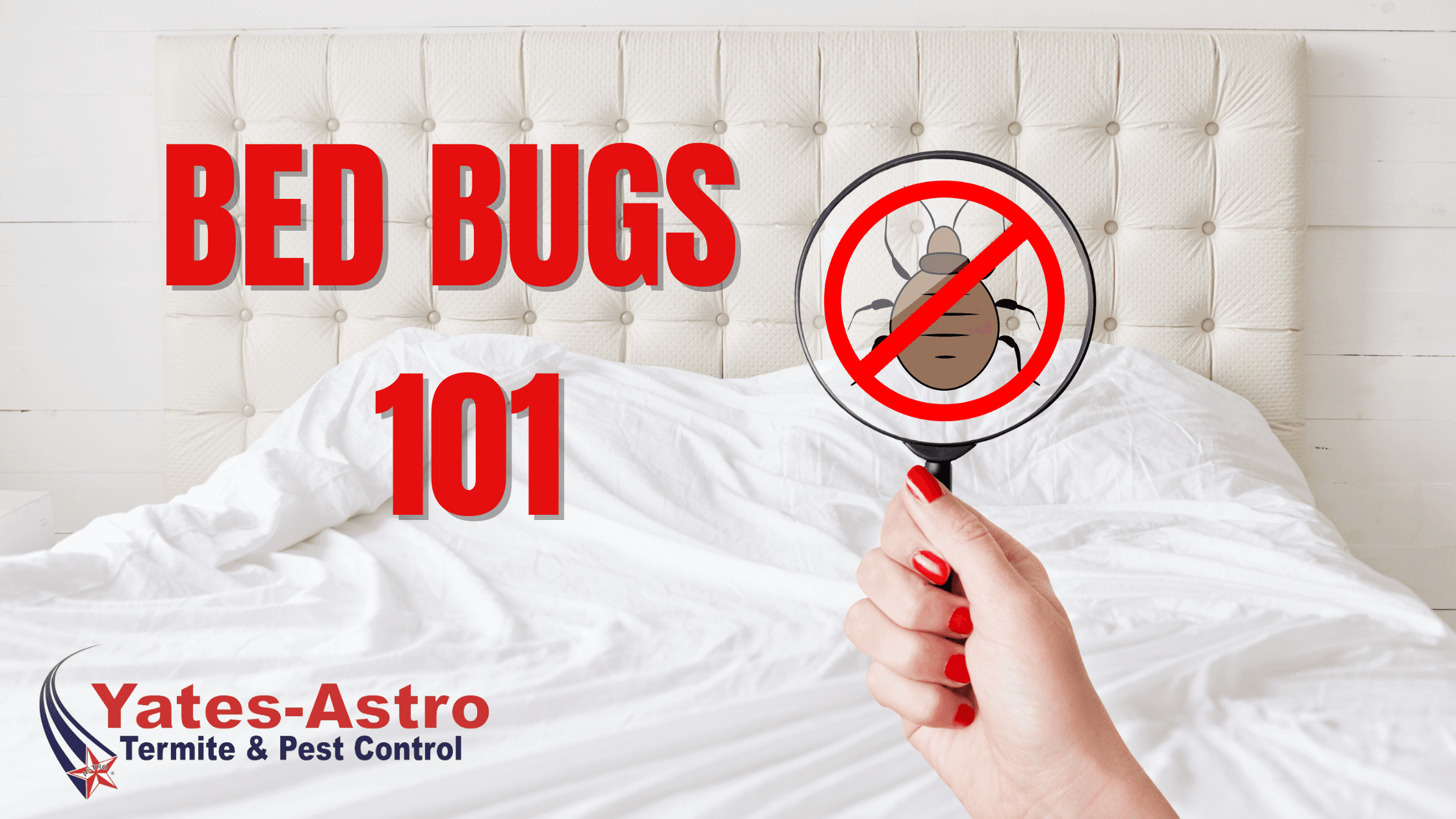 Everything about bedbugs